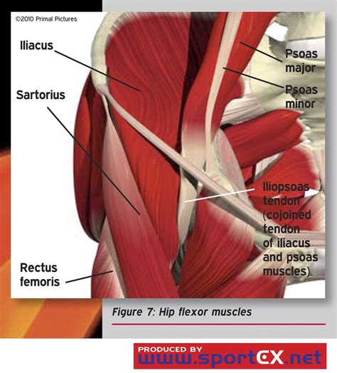 Diagram showing the changes that occur in tendons from inflammatory tenosynovitis through. Hip flexor muscles | sportEX medicine 2011;47(Jan):7-11 ...
