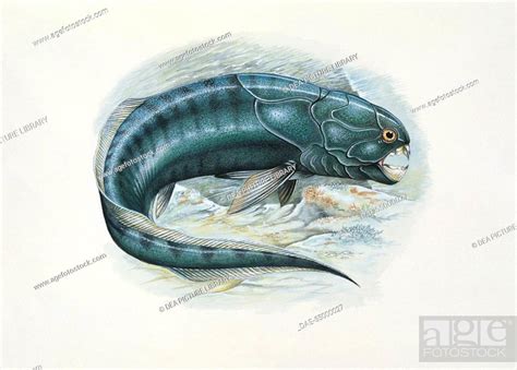 Palaeozoology Devonian Period Fish Dunkeosteus Art Work By Steve