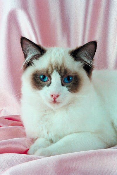 In general, cat symbolism is all about communication. Birman vs. Ragdoll Cat - Pets