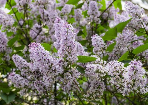 Purple Violet Lilac Stock Photo Image Of Floral Tree 54994434