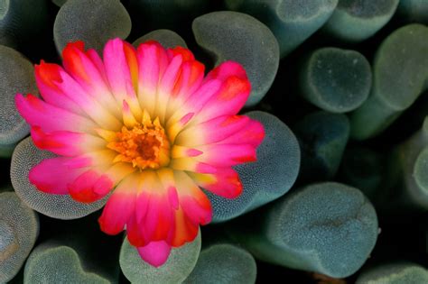 Succulents Rene Theberge Photography