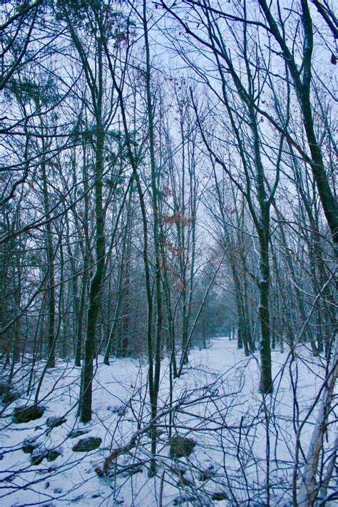 Path In The Snowy Woods Stock Image Image Of Frost Season 13265245