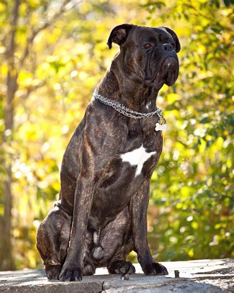 What Is A Reverse Brindle Boxer