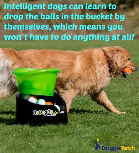 Kris bannon, dvm, favd, davdc, owner of veterinary dentistry and oral surgery of new mexico. Dog owners generally have praise for the GoDogGo. Intelligent dogs can learn to drop the balls ...