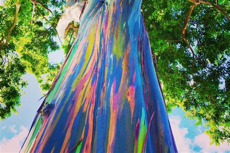 16 Most Beautiful Trees In The World