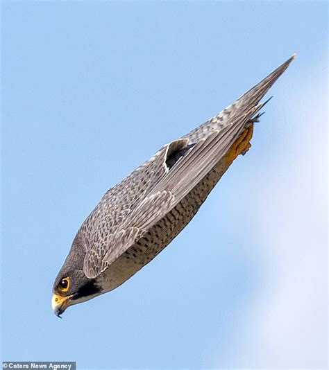 Peregrine Falcon Looks Just Like A B 2 Bomber As It Dives Towards The
