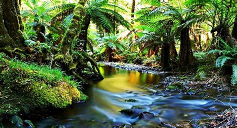 Wet Tropics Of Queensland Series Famous UNESCO Sites In Australia OrangeSmile Com