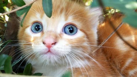 Helping This Fluffy Orange Kitten With Blue Eyes Get Back To Its