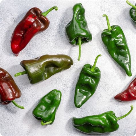 Ancho Poblano Hot Pepper Seeds Heirloom Untreated Non Gmo From Canada