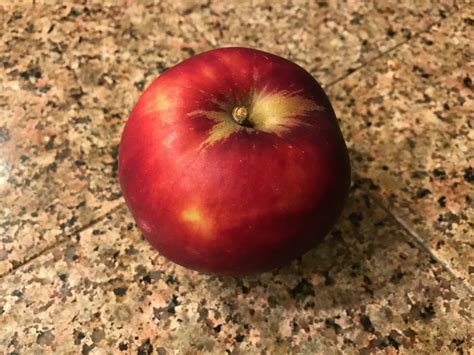 Arkansas black is an american apple variety that was discovered in 1870 in benton county, arkansas. Arkansas Black Apple | Selective Elective