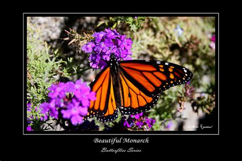 Beautiful Monarch Photograph By Mathias Rousseau Fine Art America