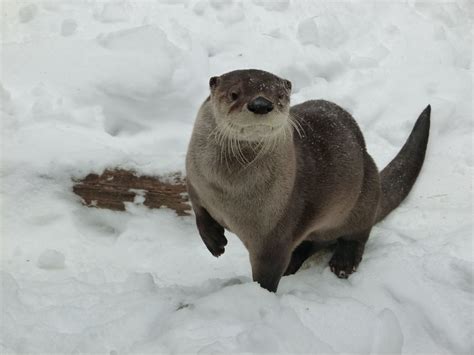 River Otter In Snow 4320×3240 Animalsotters Pinterest