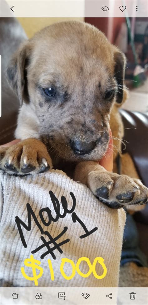 This dog is very courageous and loyal, making it a great watch dog. Great Dane Puppies For Sale | Finland, MN #290399