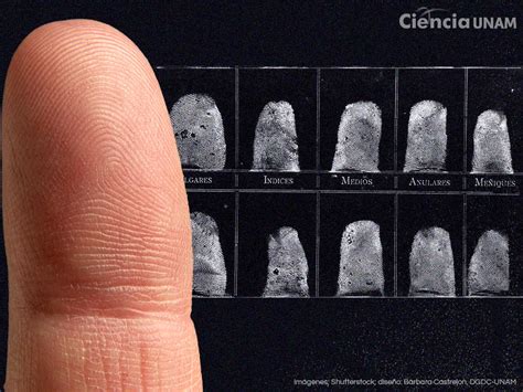 Avances en la identificación de personas mediante las huellas