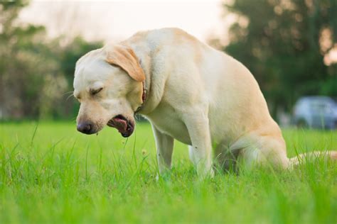 Villano límite músculo que hacer si un perro se ahoga moneda elefante perecer