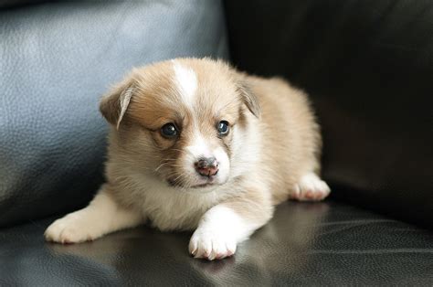 What Is The Cutest Puppy Breed