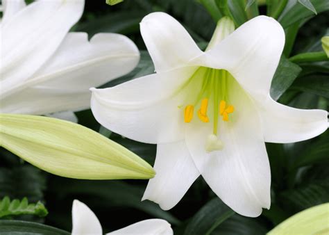 Field Notes The Bermuda Easter Lily The Bermudian Magazine