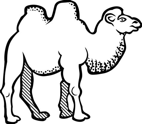 Animal Bactrian Camel Free Vector Graphic On Pixabay