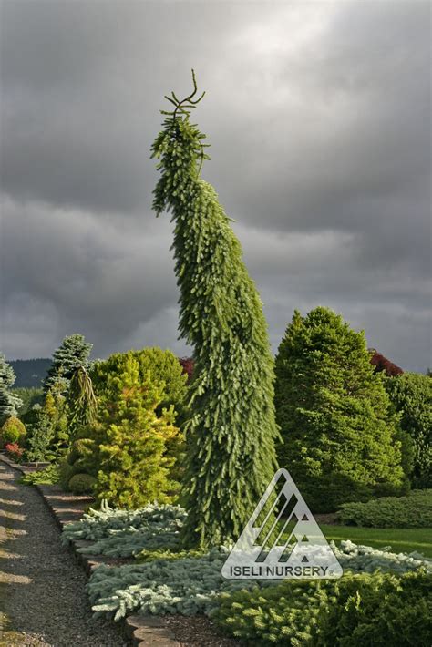 Neatness is the hallmark of this tree, a perfect miniature cone of tiny, dense, soft needles ideal as an evergreen specimen for smaller gardens. Picea omorika 'Pendula Bruns' | Weeping Serbian Spruce ...
