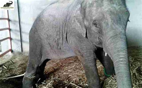 New Video Shows Baby Circus Elephant Crying Out For Mom The Dodo