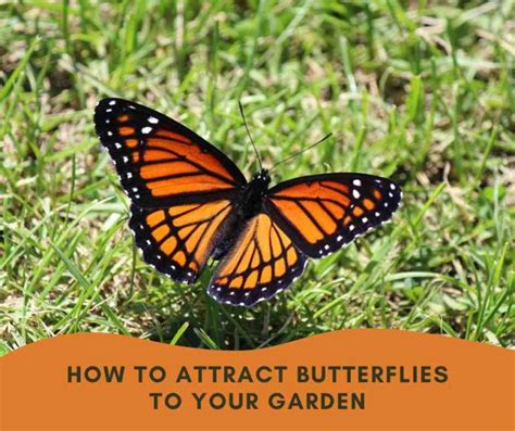 How To Attract Butterflies To Your Garden Home And Gardening Ideas