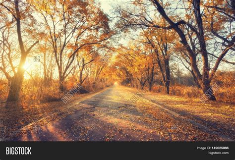 Autumn Forest Forest With Country Road At Sunset Stock
