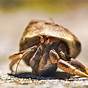 How Much Does A Hermit Crab Weigh