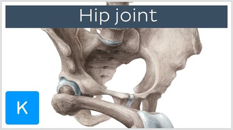 Hip Joint Bones Ligaments Blood Supply And Innervation Anatomy