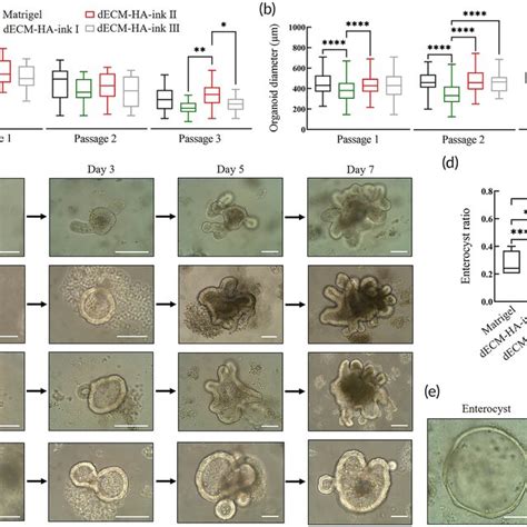 Differentiation Pattern Of Intestinal Organoids In Decellularized