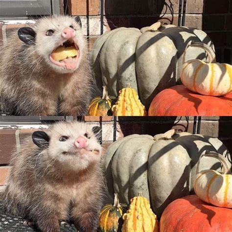 41 Strange On With Images Cute Animals Awesome Possum Opossum