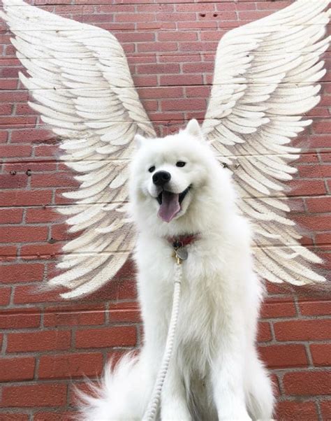 Psbattle This Samoyed Standing In Front Of Angel Wings R