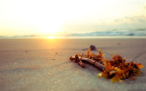 Wallpaper Sunlight Food Sunset Sea Shore Sand Beach Wood