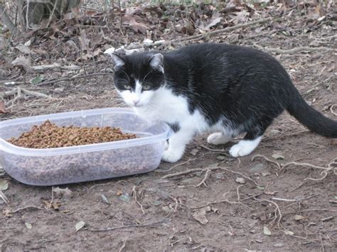 What To Feed A Feral Cat Cat Meme Stock Pictures And Photos