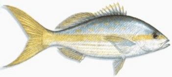 Ikan jantan dewasanya bisa mencapai total panjang 30 cm. Resep Masakan: Kakap