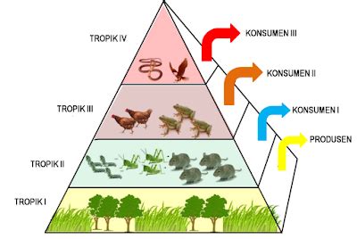 Pada gambar di atas, rumput sebagai produsen dimakan oleh belalang yang berperan sebagai konsumen pertama, belalang dimakan oleh katak 2. Pengertian Piramida Makanan dan Contohnya - Ilmu Pengetahuan