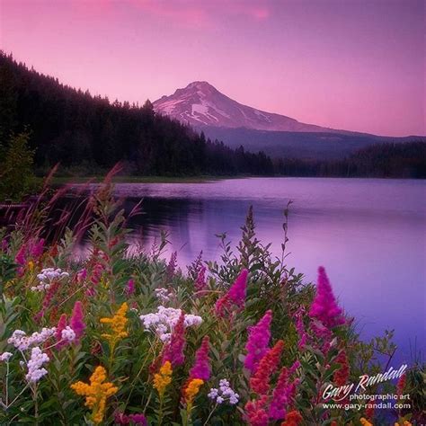 Gary Randall On Instagram Wildflowers At Trillium Lake