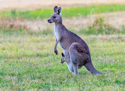 9 Hewan Endemik Dari Negara Australia Yang Mengagumkan Bangmaul