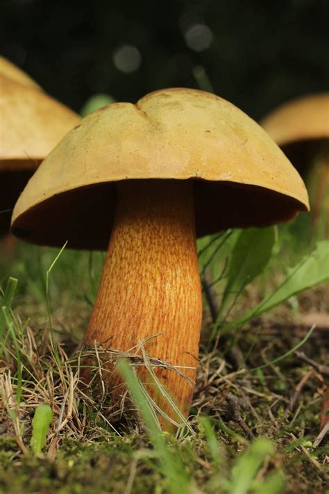 Lurid Bolete Suillellus Luridus Stuffed Mushrooms Mushroom