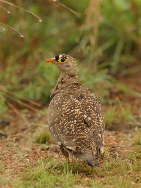 African Sandgrouse Pigeons And Doves Nature And Wildlife Photography