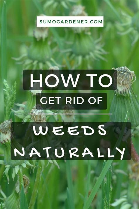 How To Get Rid Of Weeds Naturally 8 Best Ways Sumo Gardener
