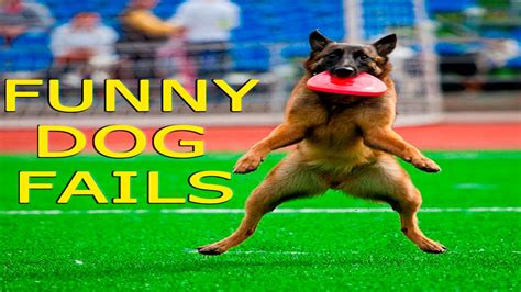 Funny Dogs Funny Dog Fails Funny Dogs Compilation Funny Animals