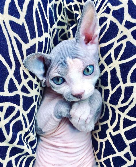13 Sphynx Babies That Can Charm Even Those Who Dont Like Cats Gato