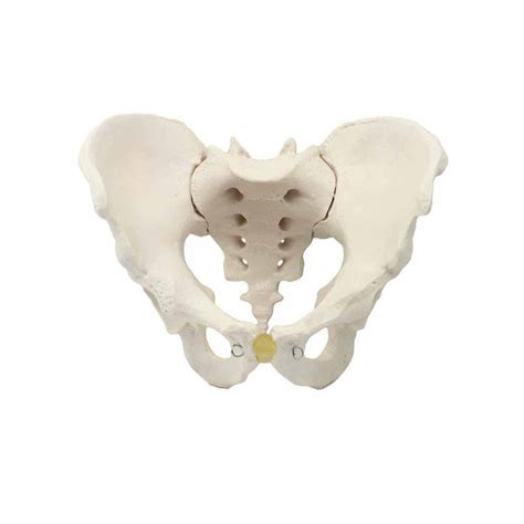 Female Pelvic Skeleton Model Dr Wong Anatomy