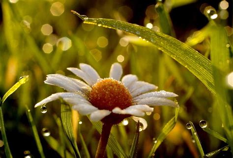 Water Drops Caressing Flowers Wonderful Leaves Water Drops Flower