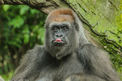 Gorilla At The Bronx Zoo Pulls Funny Faces And Sticks Its Tongue Out