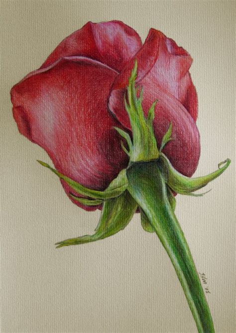 Red Rose By Fatboygotsick On Deviantart Colored Pencil Rosas São