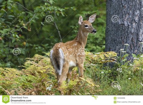 White Tailed Deer Fawn In A Forest Clearing Ontario Canada Stock