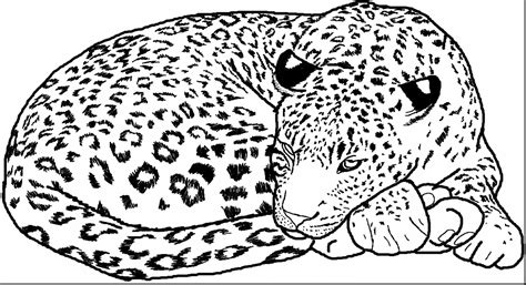 Leopard Coloring Pages At Free Printable Colorings
