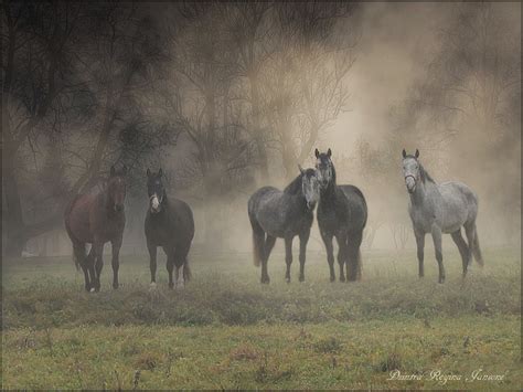 The scientific name derives from the latin name for the insect. horse wit apple | Horses, Animals, Love