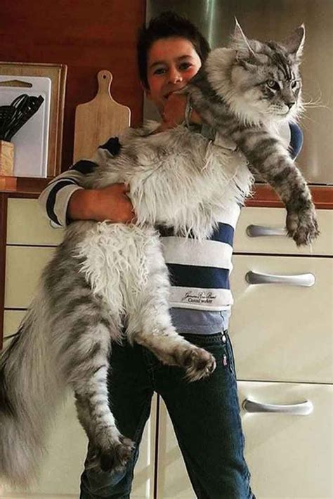 Maine Coon Cats Size
